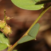 Indigofera nummulariifolia (L.) Livera ex Alston